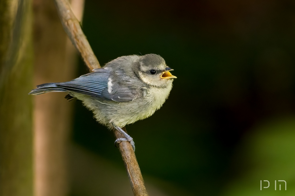 Mésange bleue (juvénile)