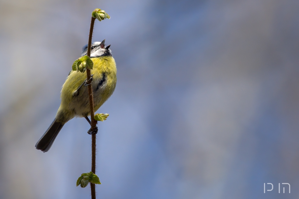 Mésange bleue