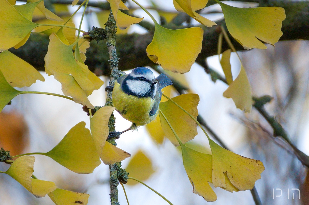 Mésange bleue