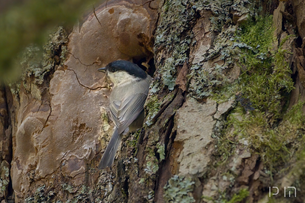 Mésange boréale