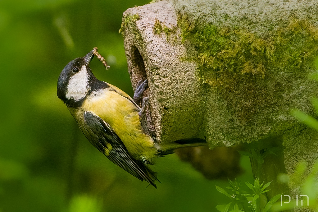 Mésange charbonnière