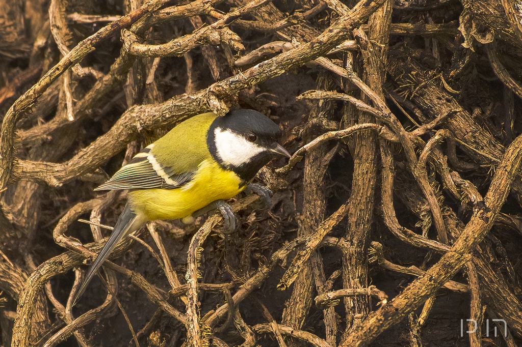 Mésange charbonnière