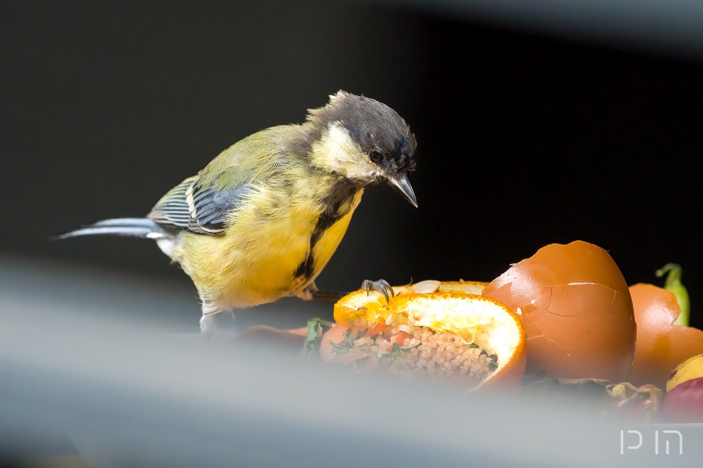 Mésange charbonnière