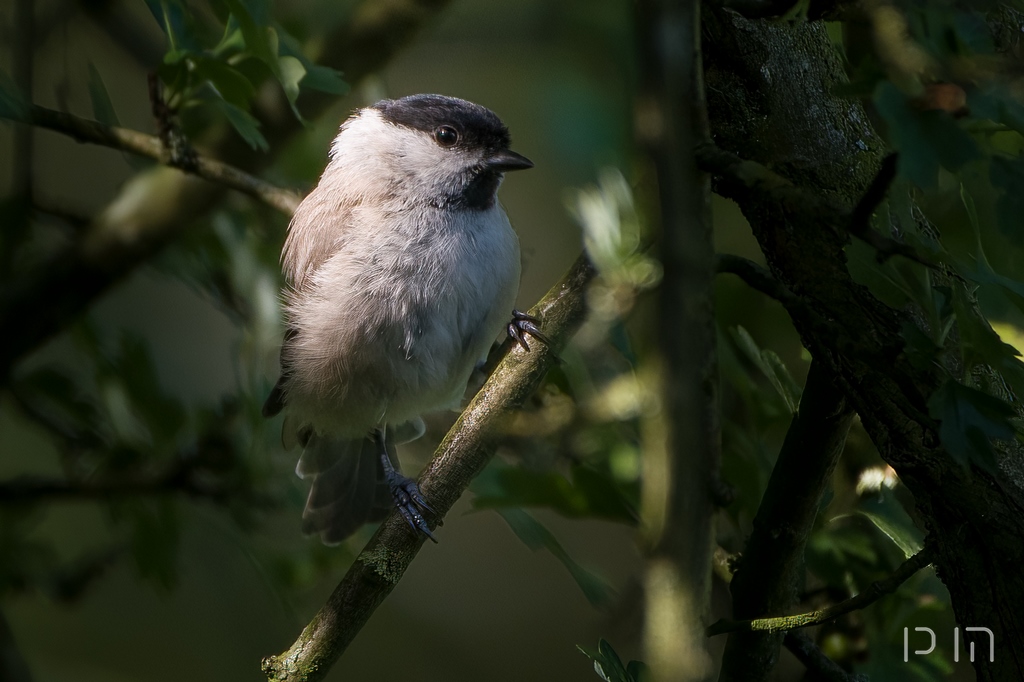 Mésange nonnette