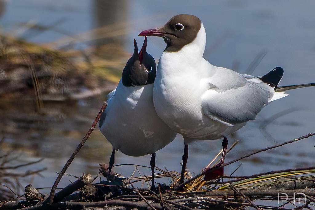 Mouette rieuse ♂ ♀