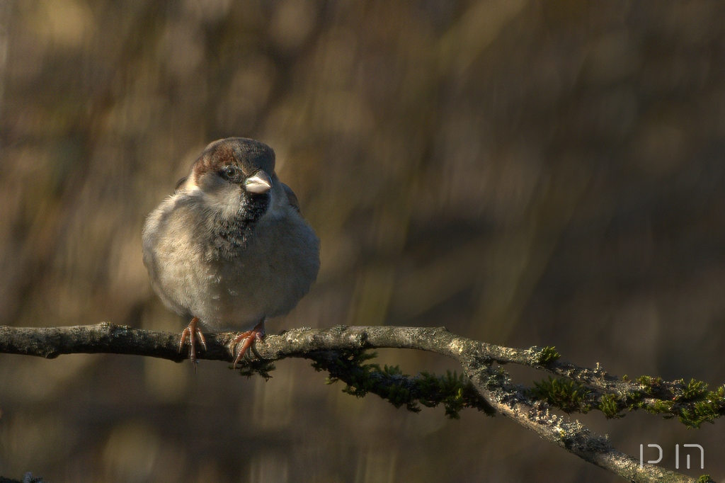 Moineau domestique ♂