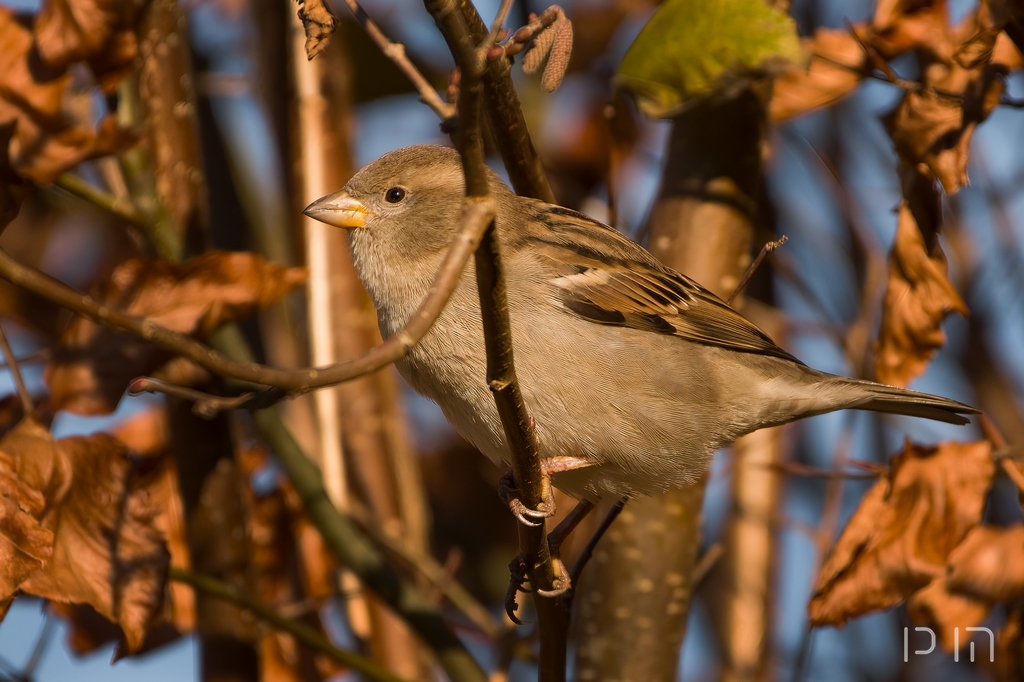 Moineau domestique ♀