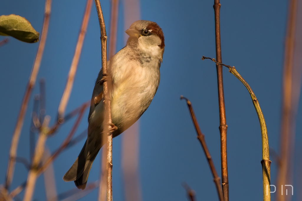 Moineau domestique ♂