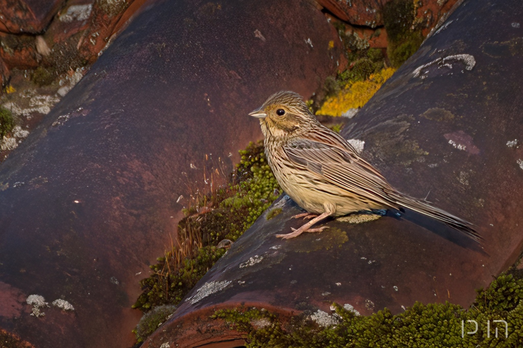 Moineau soulcie