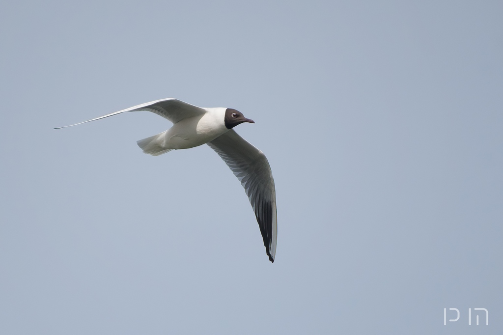 Mouette rieuse