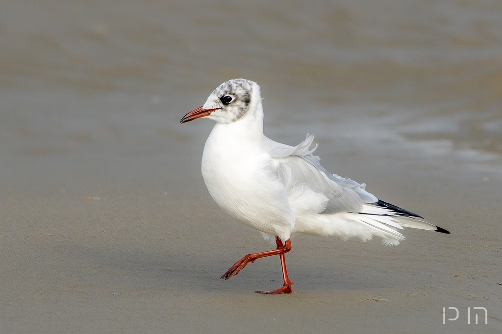 Mouette rieuse