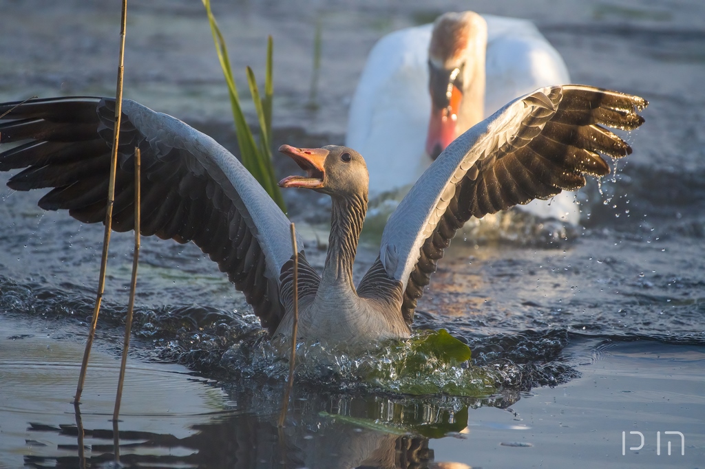 Cygne tubercule vs Oie cendrée