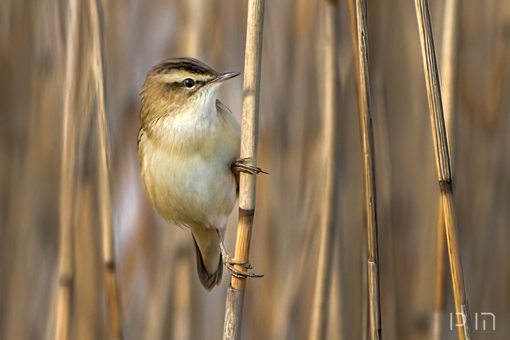 Phragmite des joncs