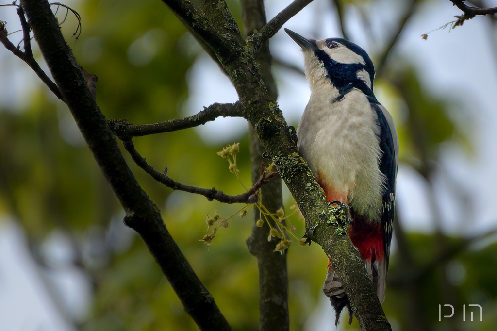 Pic épeiche ♀