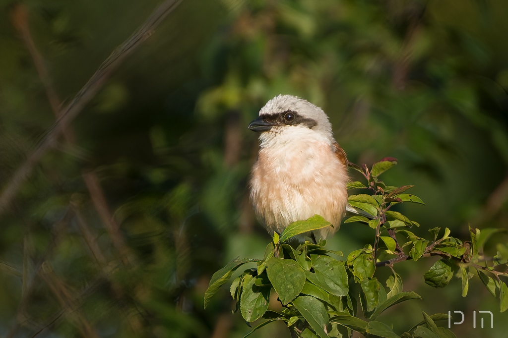 Pie-grièche écorcheur ♂