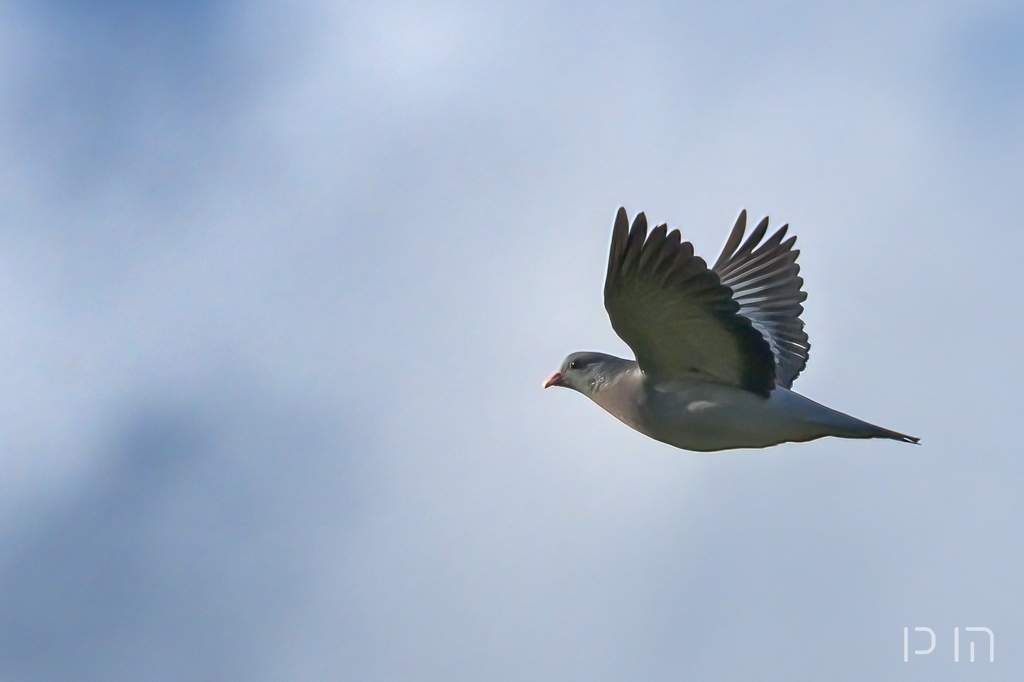 Pigeon colombin