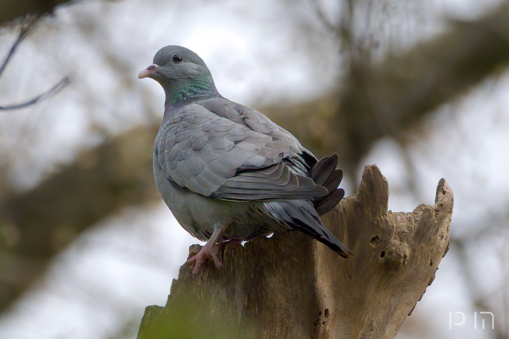 Pigeon colombin