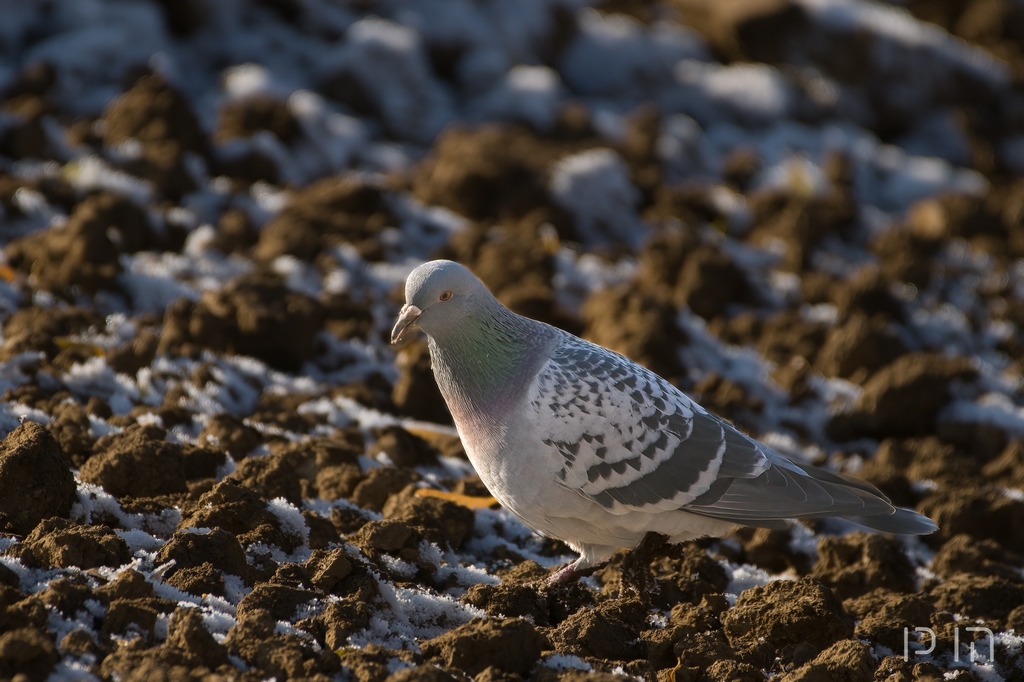 Pigeon bizet