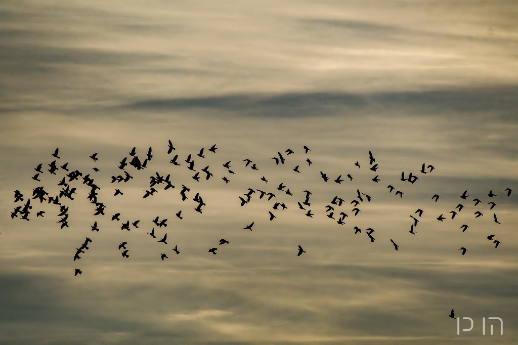 Pigeon ramier (en migration)