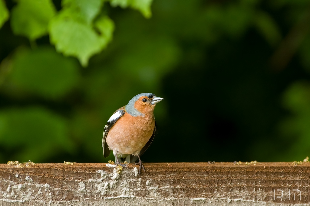 Pinson des arbres ♂