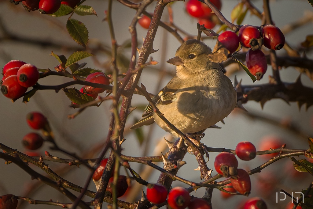 Pinson des arbres ♀