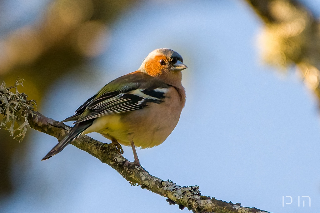 Pinson des arbres ♂