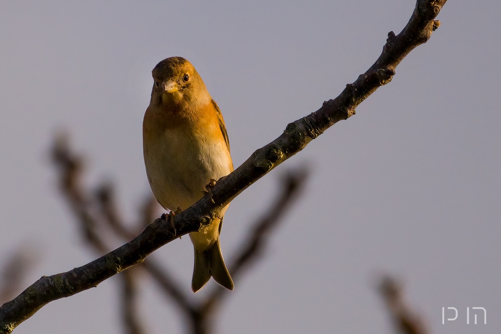 Pinson des arbres ♂