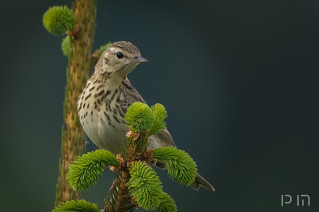 Pipit des arbres