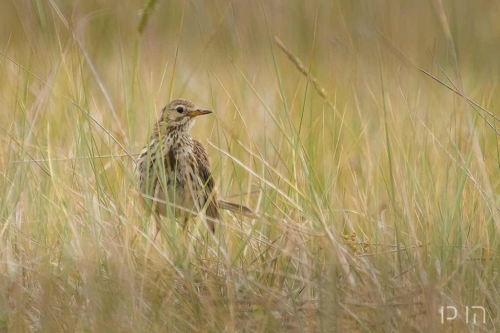 Pipit farlouse