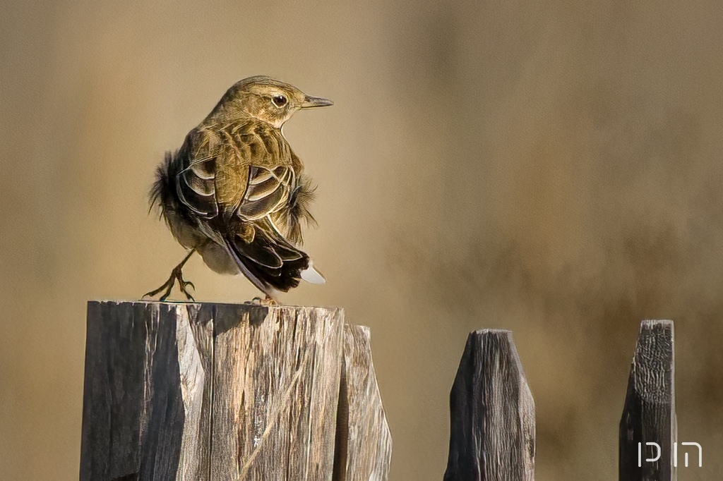 Pipit farlouse