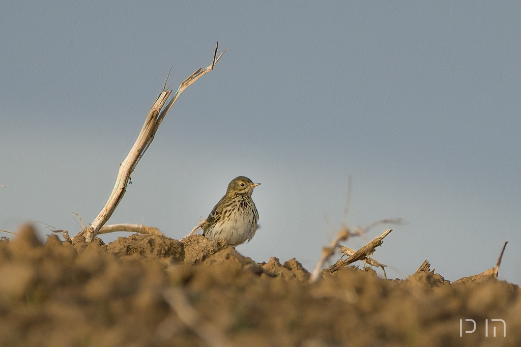 Pipit farlouse