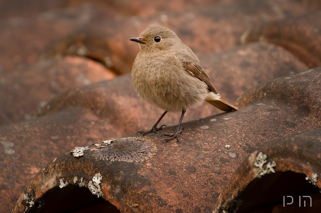 Rougequeue noir ♀