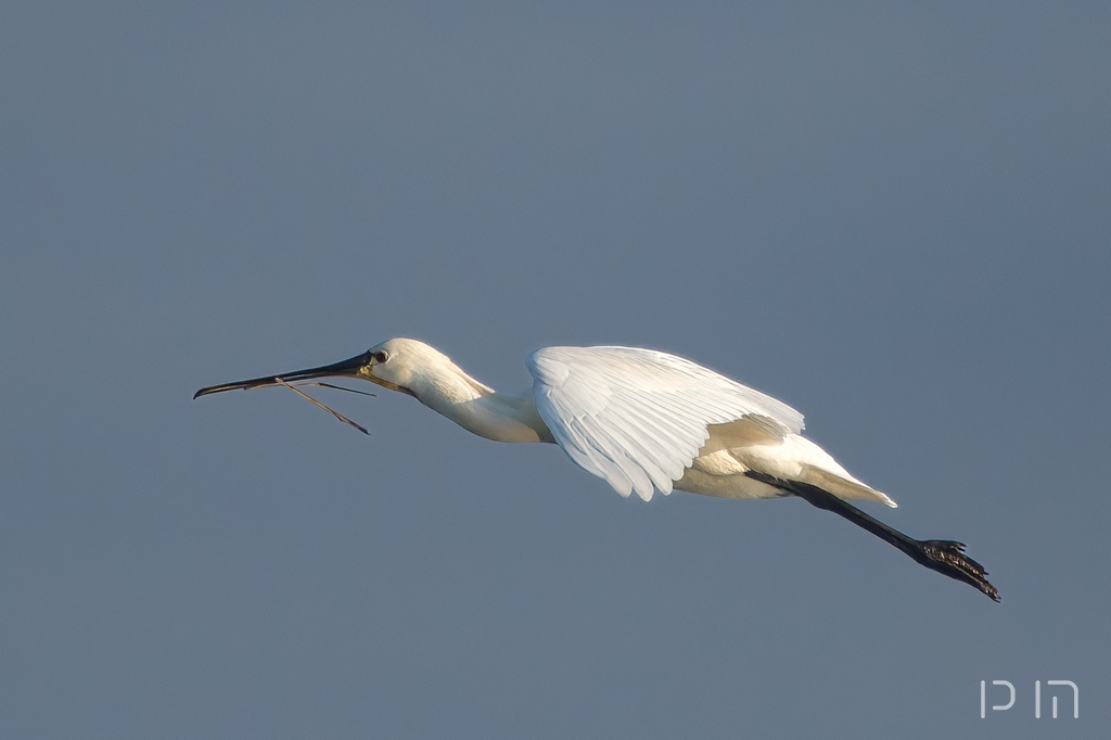 Saptule blanche