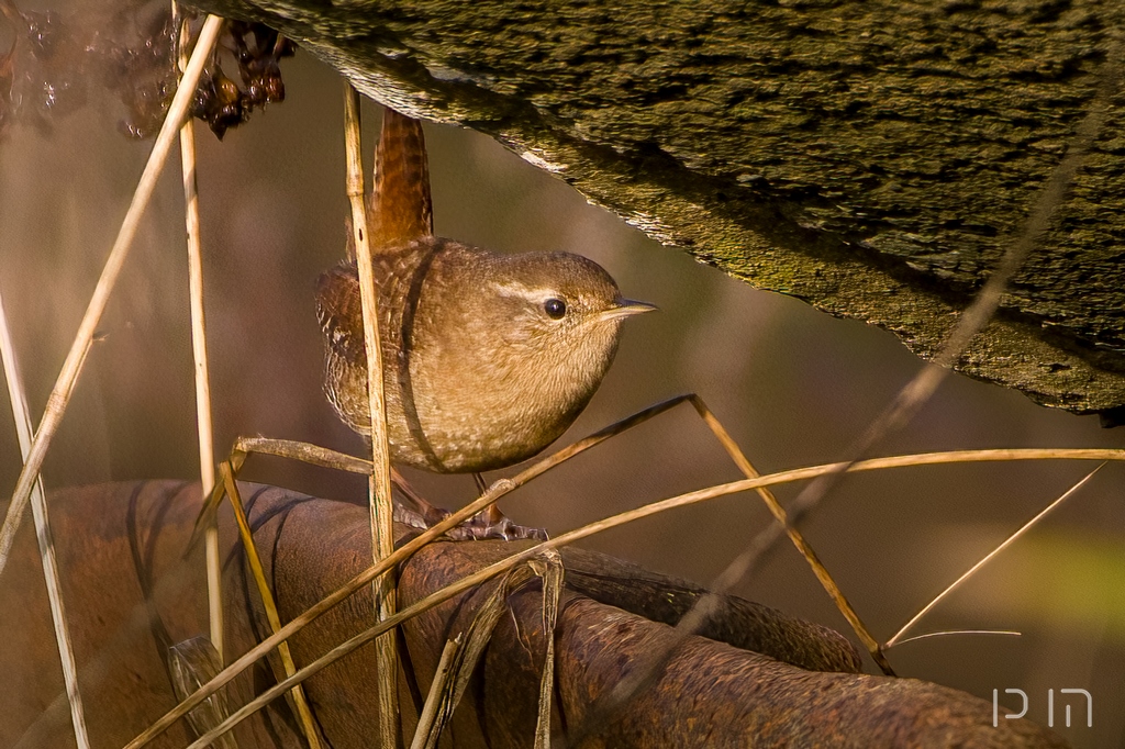 Troglodyte mignon