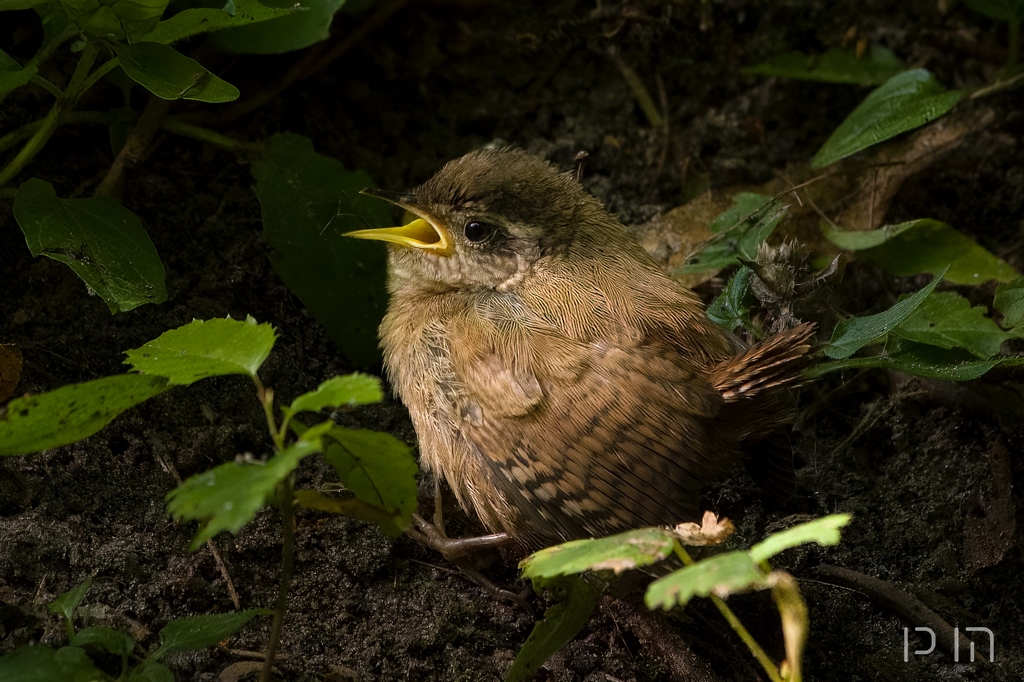 Troglodyte mignon (juvénile)