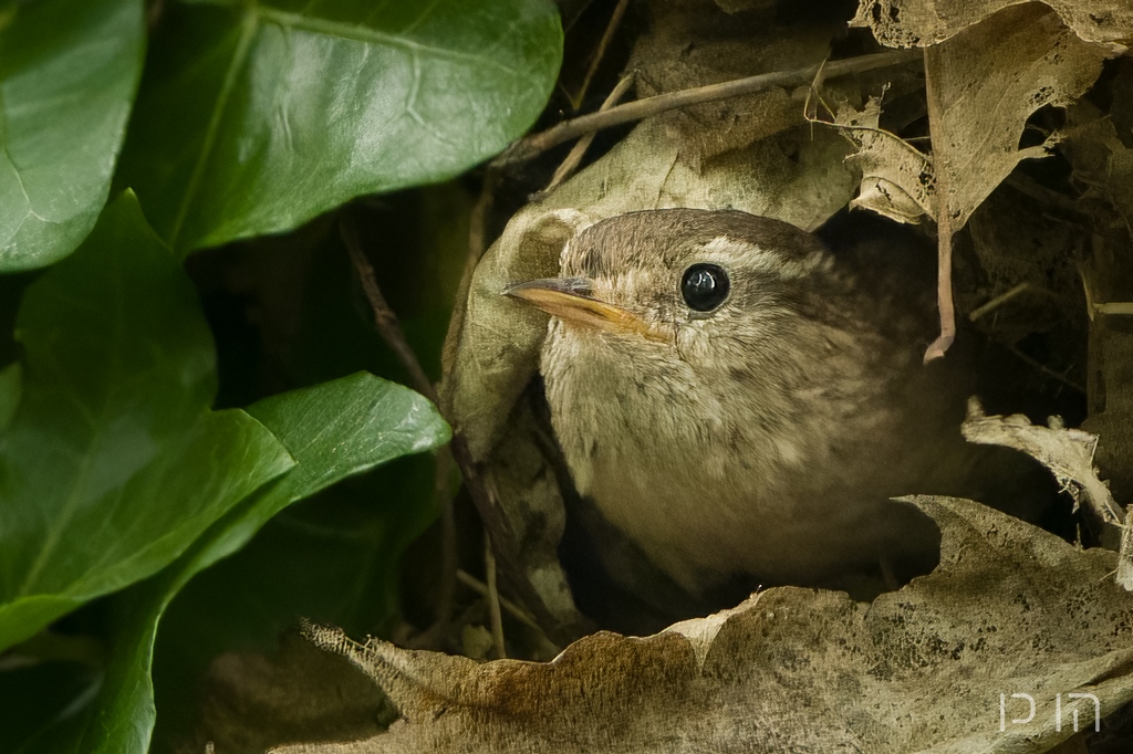 Troglodyte mignon (au nid)