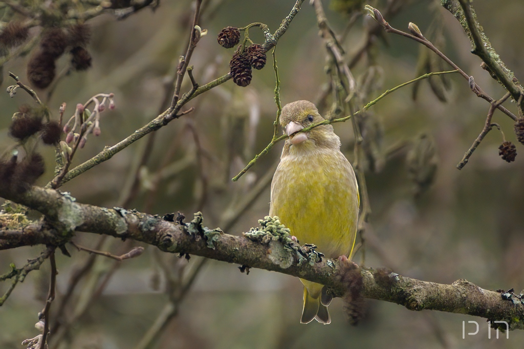 Verdier d Europe ♀