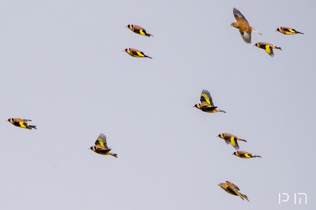 Chardonneret élégant vol