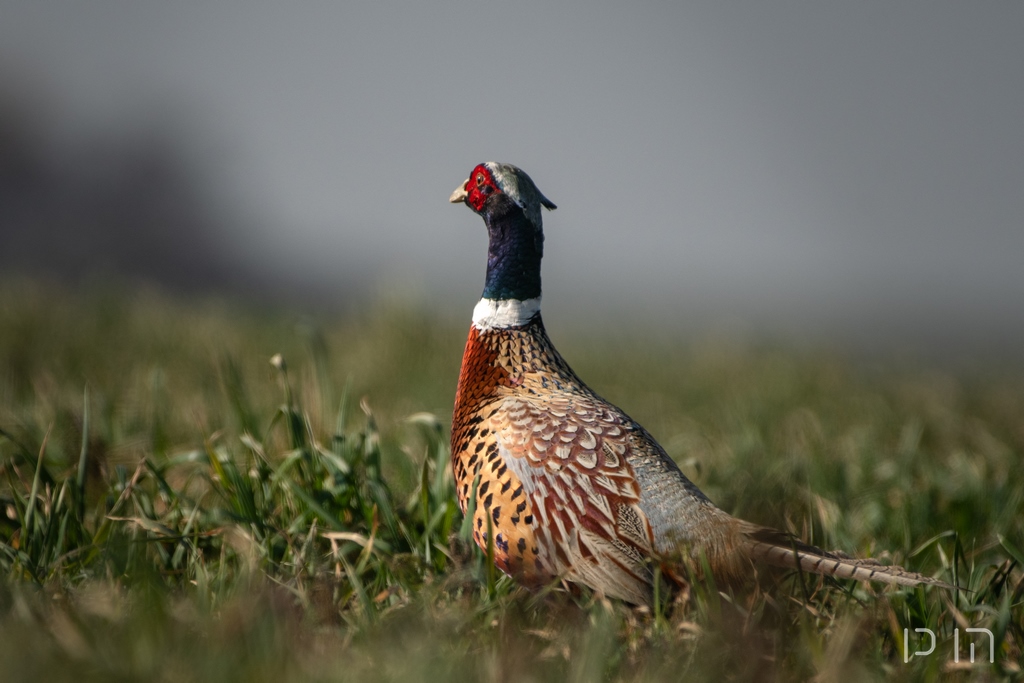 Faisan de Colchide ♂