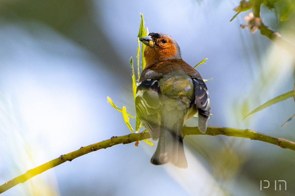 Pinson des arbres ♂