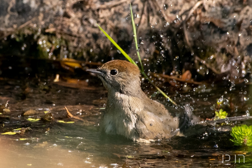 Fauvette a tete noire (juvenile)