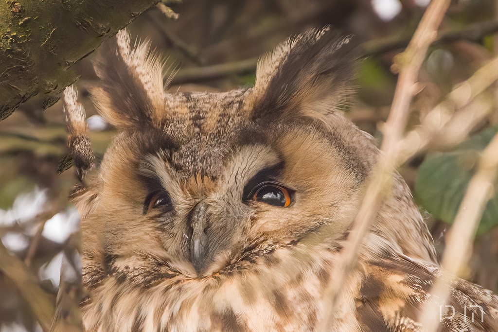 Hibou moyen-duc