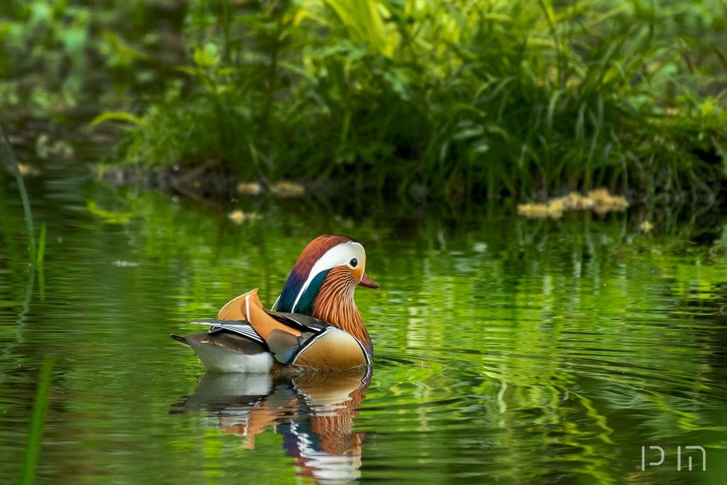 Canard mandarin ♂