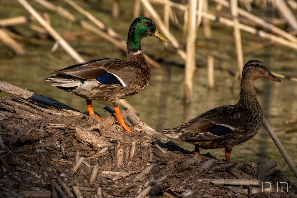 Canard colvert ♂ ♀