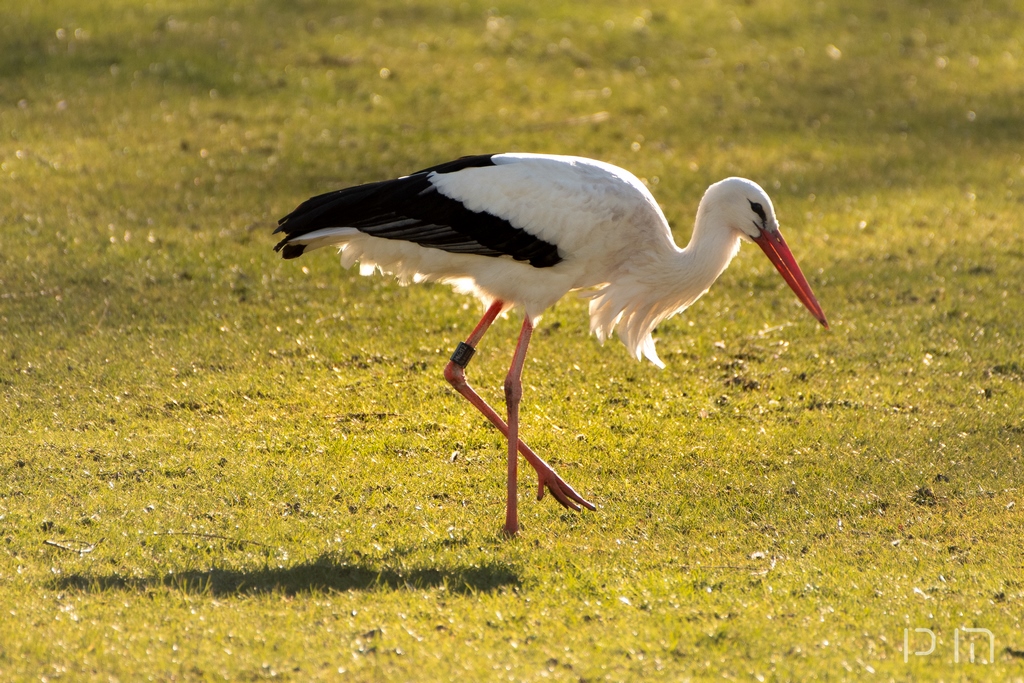 Cigogne blanche