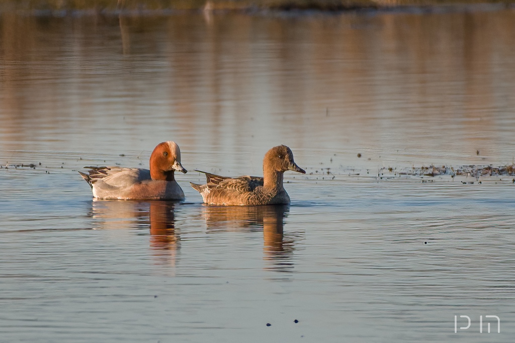 Canard siffleur ♂ ♀