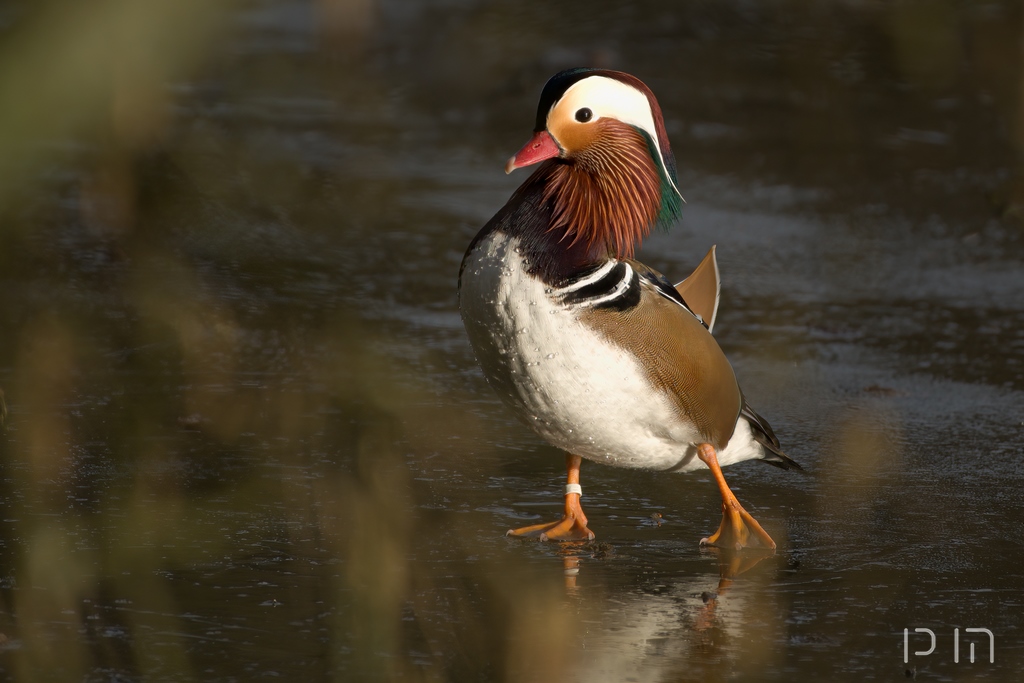 Canard mandarin ♂