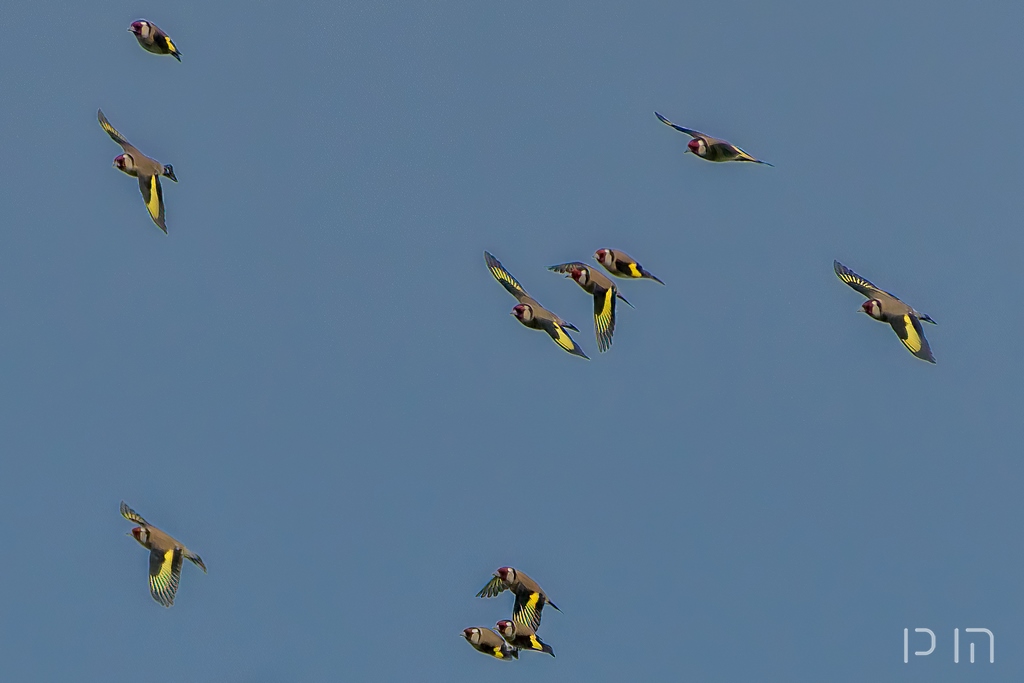 Chardonneret élégant vol