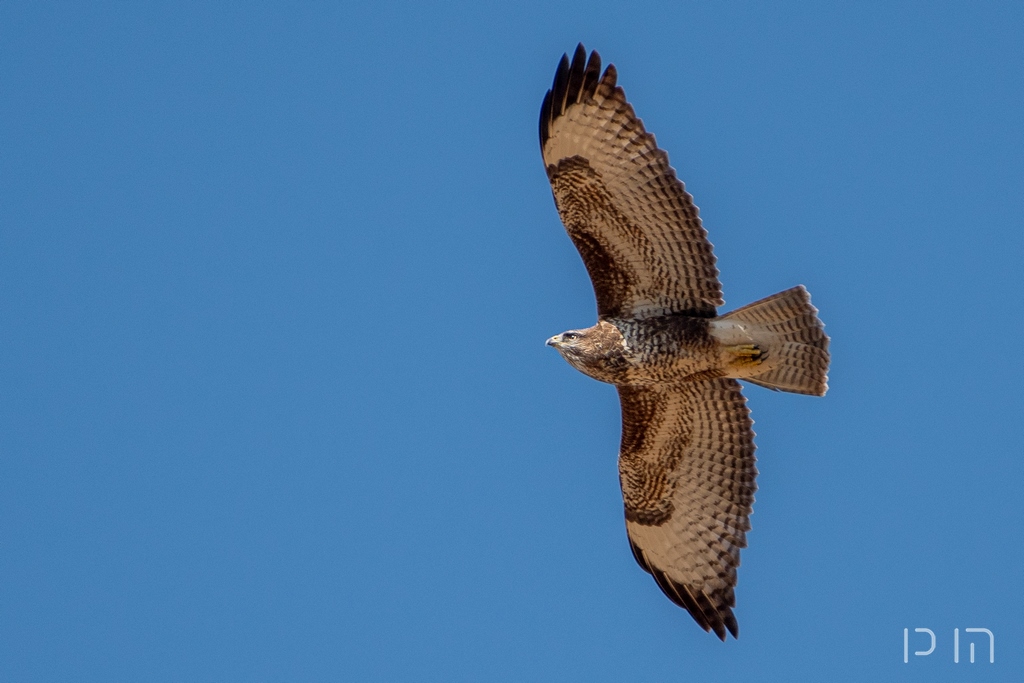 Buse variable