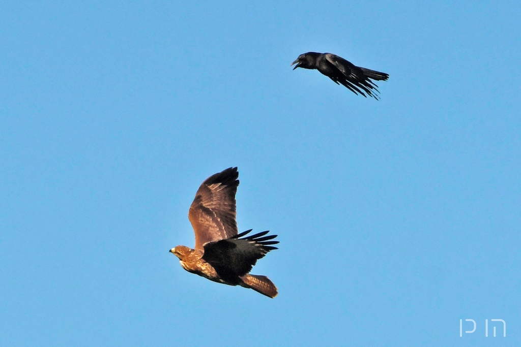 Buse variable vs Corneille noire